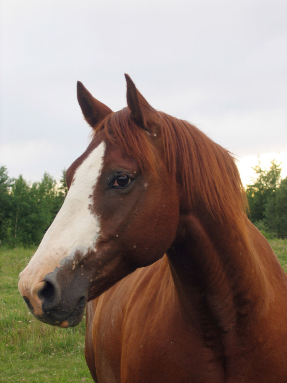 At one time they roamed free and in herds. It was the horses 