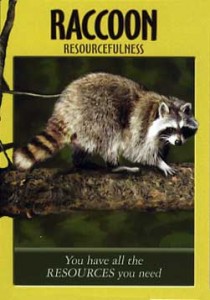 animal-spirit-guide-raccoon